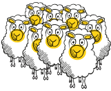 moutons - Cab'Qual